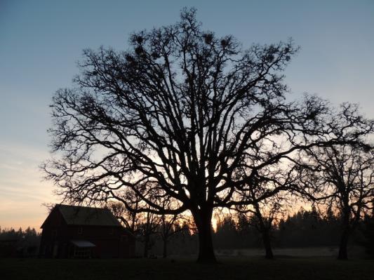 The Oregon Biodynamic Group's Spring Workshop Sunday April 13th 10-3PM. An Intro to Biodynamics Workshop, by donation. Hearthland Sanctuary 1827 SE Nehemiah Lane, McMinnville, Or 97128.