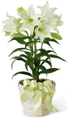 REMEMBER OR HONOR LOVED ONES WITH EASTER FLOWERS The flowers will adorn the sanctuary for worship on Easter Sunday, April 16 The three choices this year will be: Easter Lily in 61/2 inch pots with 6+