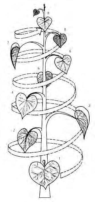 The spiral is a common geometrical form in nature and represents the sense of rising and