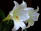 ANNOUNCEMENTS March 8, 2015 Donate an Easter Lily to Decorate the Narthex & Sanctuary for Easter in honor of a special someone or event or in memory of a loved one.
