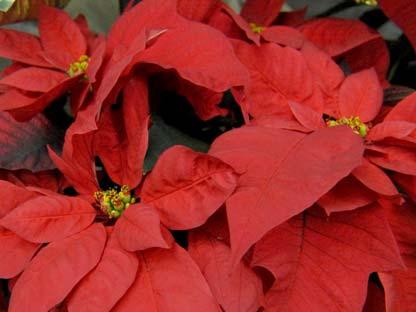 Poinsettias Enclosed in this newsletter, is the order form, also available here at the church on both entry tables all the information is on the form.