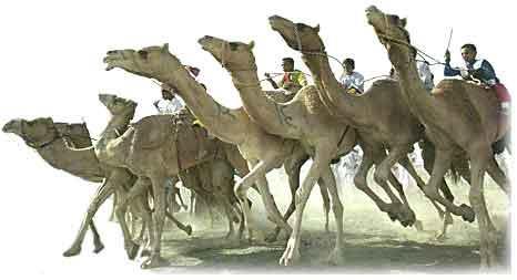 Camels start racing when they are