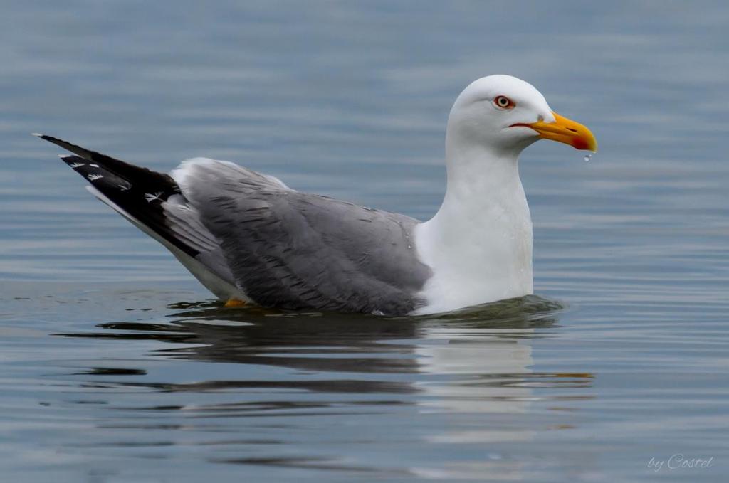 (Seagull in the Black Sea used with permission from
