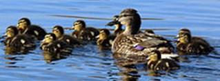 13 At one time we had as many as 40 ducks on our pond, but over the years Mr.