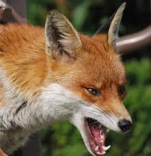 5 15 Catch for us the foxes, the little foxes that ruin the vineyards, our vineyards that are in bloom. Foxes are feral animals. They have teeth that can rip good fruit to shreds.