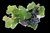 Grapevine The Grapevine I am the true vine, and my Father is the vinegrower. The Calendar for October 15-31 I am the true vine, and my Father is the Monday, October 15 7:00 p.m. Session Meeting Tuesday, October 16 Wednesday, October 17 9:30 a.