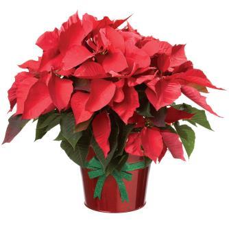 Poinsettia Order Form You may give a poinsettia plant in memory of or in honor of someone or to the glory of God! The price this year is $8.00 each. Make your check out to the church.