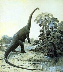 Behemoth was probably a large sauropod