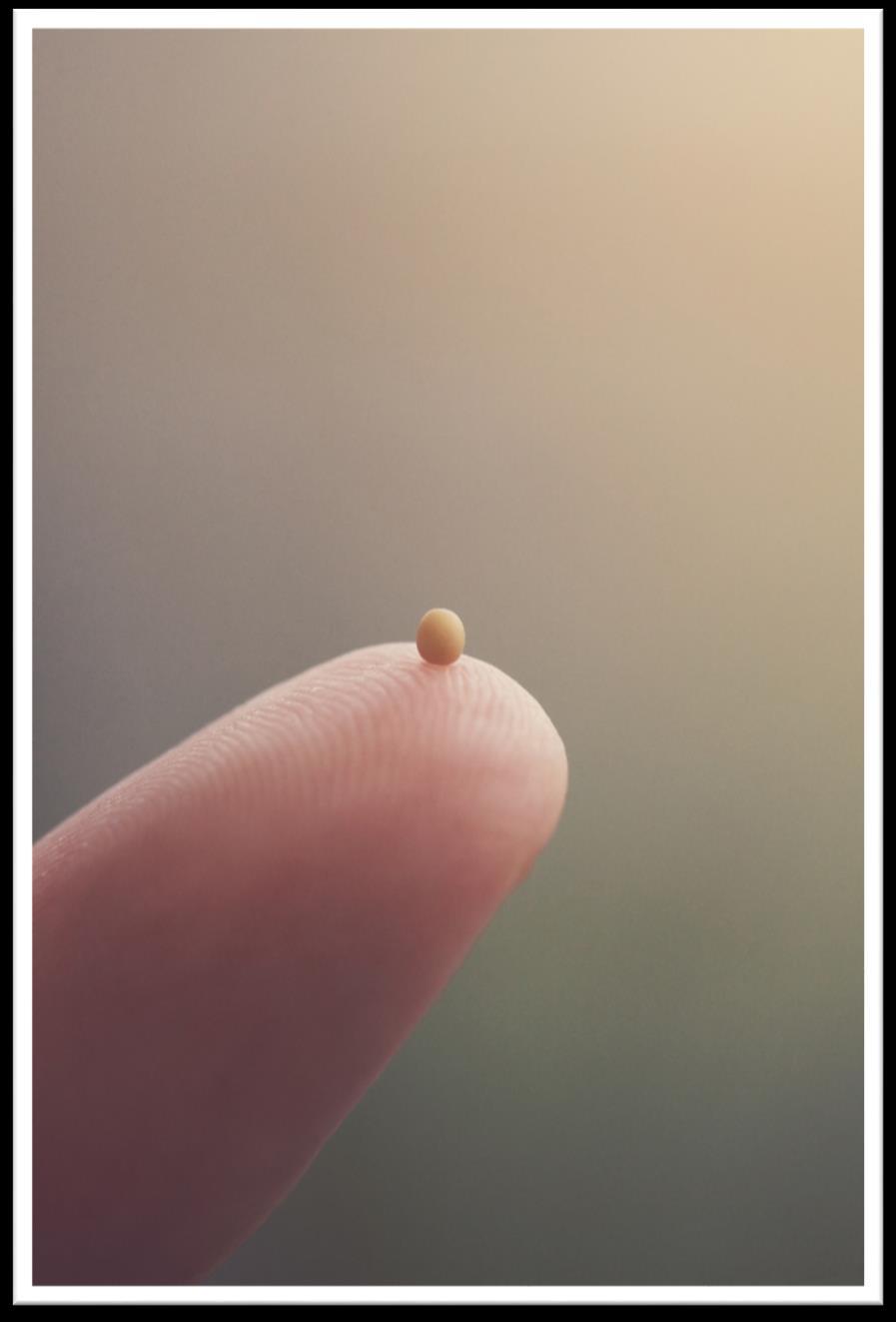 The Paradox of the Mustard Seed March