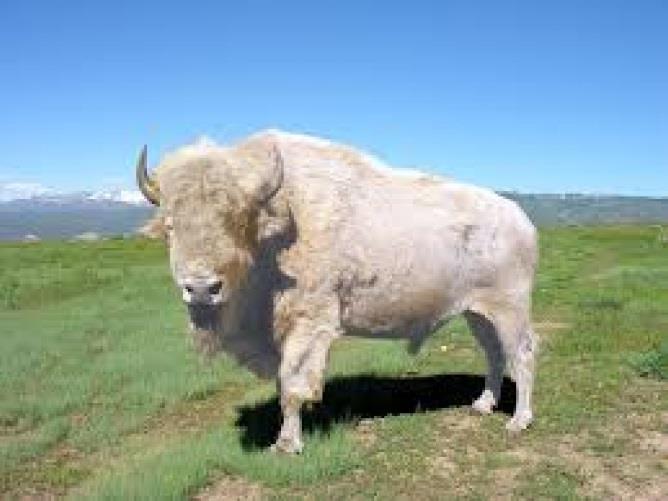 GAP Day 7 White Buffalo May the thundering of our ancestors' hooves across the plains stir up the winds of change; That they swirl across the world, felt by All.