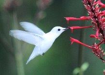 GAP Day 8 White Hummingbird Let the sweetness of the world sustain you!