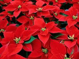 So it is time to order poinsettias. You may order one by contacting the church office or at the Information Desk on Sunday mornings. Each poinsettia is $6.