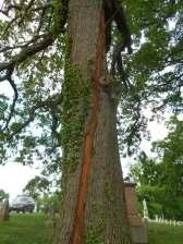 Two 'Witness Trees'** on Confederate Hill Struck! A witness tree is one that has existed long enough to see all that has happened at its base since we've been around.