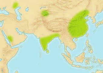 WH7.6.7 Map the spread of the bubonic plague from Central Asia to China, the Middle East, and Europe and describe its impact on global population.