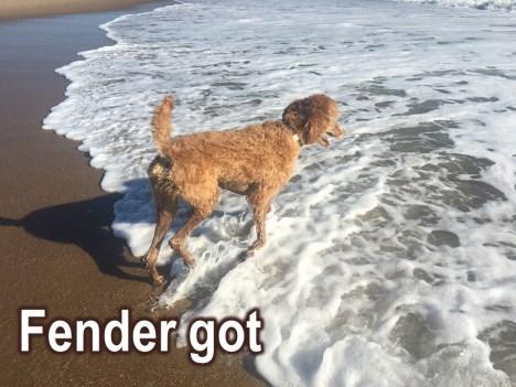 Got Schooled! He went in and he went in because I went in with him. So now, for Fender, the beach is not only meeting other dogs on the sane.