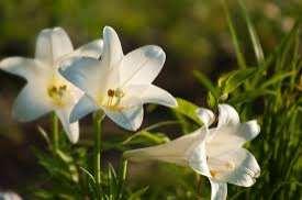 Are You Saved? 2016 Easter Lily Order Form Name: In Memory of: In Honor of: AND / OR AND / OR Other: Number of lilies ordering: Cost is $11.