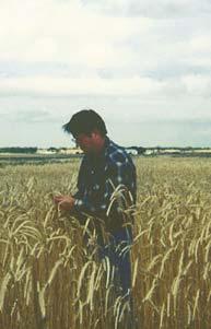 El Diácono Novak examina el trigo en su granja.