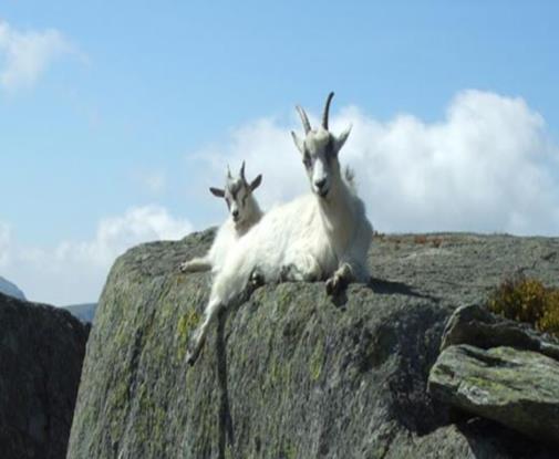 18 The high mountains belong to the wild goats; This picture reminds me of the Sawtooth
