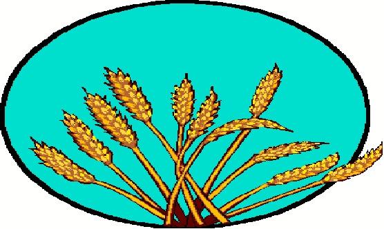 COUNTING THE OMER THE FESTIVAL OF ANTICIPATION AND GRACE by Pastor Tom Marxen To understand the Counting of the Omer, we must first recognize that Passover coincides with the harvest of barley in