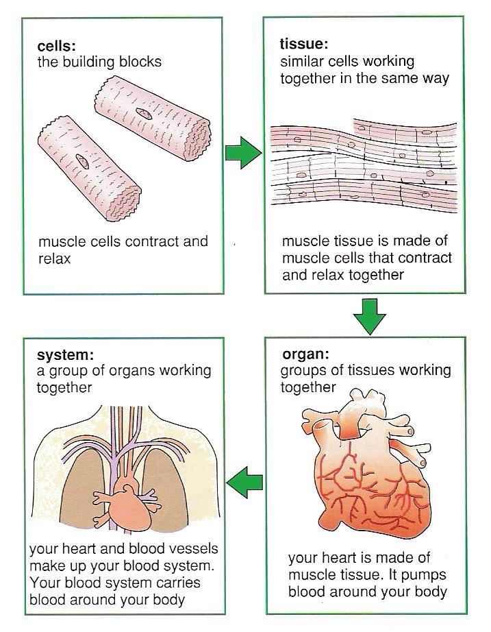 Cells are tiny building blocks that make up all living things. ا خال ا زذاث ا ب اء األساس ت ا ت تى خ غ ا ىائ اث ا س ت A group of similar cells is called a tissue.