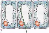 (ا خال ا ا تخظظت ) Objectives: - Relate the overall structure of some specialized cells to their functions.