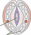 cells control the size of the stomata Guard allow carbon dioxide into the leaf, and which and water out of the