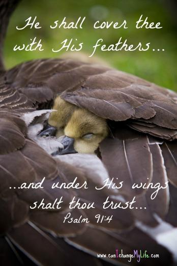 Under his wings I shall safely abide Ezekiel 16:8 When I passed by you I spread the corner of my garment over you I made my vow to you and entered into a covenant with you, declares the Lord God, and