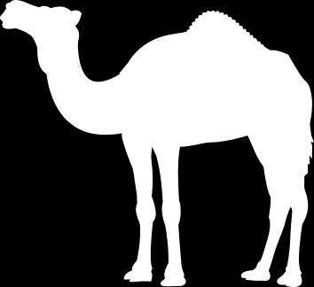 Our company is not responsible for any kicking, spitting, or camel related injuries.