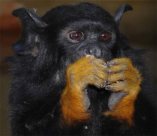 THE CHRISTMAS TOUCH [Golden- handed Tamarin Monkey- Guyana] I believe in the Christmas touch It is the kiss of the soul of such It s more than the sensation of fingers and skin The Christmas touch
