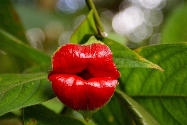 A CHRISTMAS KISS [Psychotria elata, Hookers lips of Guyana s jungle] Life can be jolly or rotten Some things not forgotten Hard to chew like a gristle Don t grumble, but whistle Life does have a