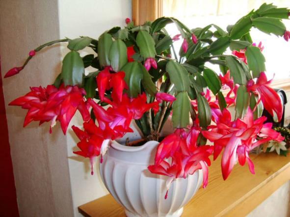 FLOWER OF A CHRISTMAS CACTUS It is mid-december and a beautiful cool day Christmas is coming this Christmas cactus say A brilliant Christmas red of the segmental spray In the cool of the morning, a