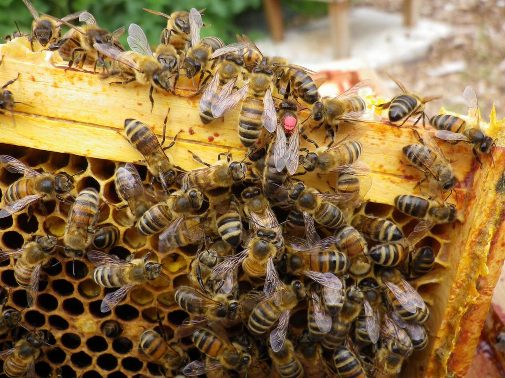 THE SECRET LIFE OF A BEEKEEPER A Year In Douai Abbey's Apiary Led by Gabriel Wilson OSB Fr 21 Sun 23 September This weekend offers an entertaining insight into the bee-keeper's year, with Fr Gabriel,