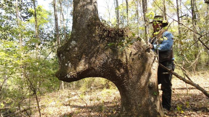 Florida Tree Joe Ski has been searching the northern Florida area near the Alapaha River for Indian history and