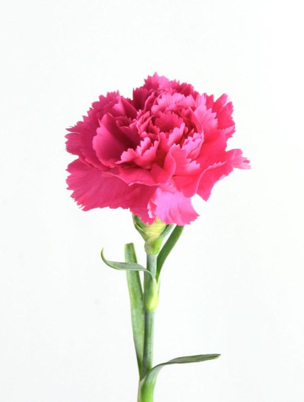 The Flower of The Month: Carnation The carnation is much like the rose, each colour meaning something.