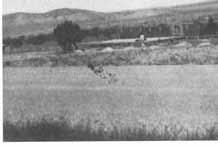 JUAB COUNTY IN THE WORLD WAR II ERA 227 lericho CCC camp, 1935.