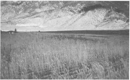 THE ORIGINAL PEOPLES OF JUAB COUNTY 19 General location of the Nephi Mounds site. (University of Utah) ley provided the inhabitants with a variety of food and material for clothing shelter.
