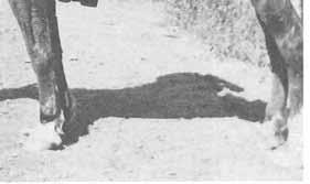 THE ORIGINAL PEOPLES OF JUAB COUNTY 25 TfclTTi f S W^ Goshute Rider at Ibapah, 1924.