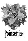 Place # ordering in size/color box 6 ½ - $5 8" - $9 Order Your 2018 Poinsettia You are invited to order a poinsettia to make our