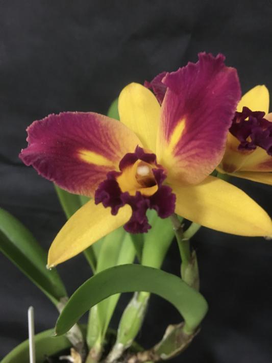 Show and Tell Cattlianthe [Ctt.] (syn.