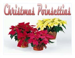 Leading up to the cantata, the Youth are offering poinsettias at a special low price to decorate the sanctuary (and take home by Christmas Eve).