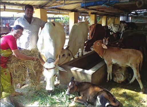 15 on the occasion of Maatu Pongal. The cows were taken in procession. The goshala, which was started 36 years ago, cares for more than 80 cows.