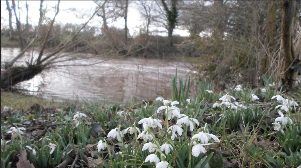 Snowdrops on the banks of the River