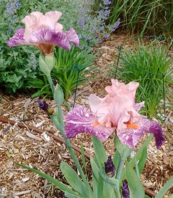 My childhood home in Breckenridge was the home to the grape koolaid scented iris.