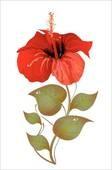 Please contact any circle member, or call 843-449-3900, to purchase a beautiful, 3 gallon Hibiscus for a $15 donation.