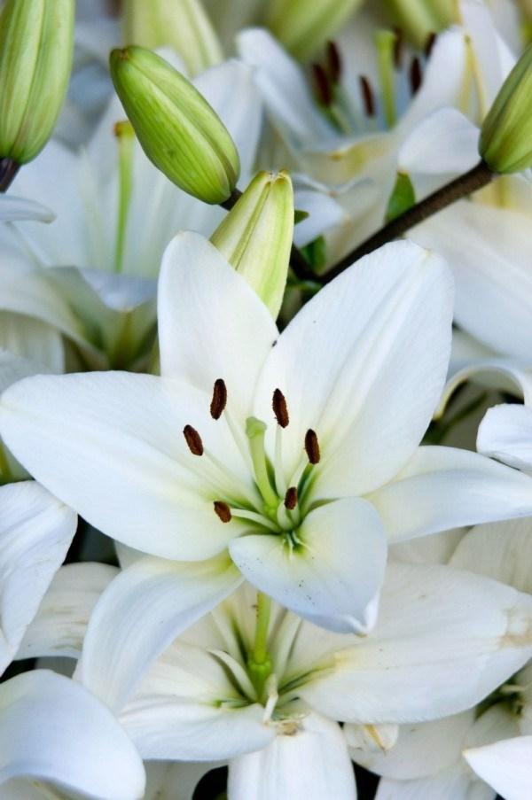 Easter is Sunday, April 21! To celebrate the gladsome Resurrection Day, Wesley Church will be decorated with white Easter lilies and colorful hyacinths, tulips, and Reiger begonias.