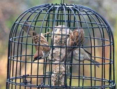 Are not five sparrows sold for two pennies?