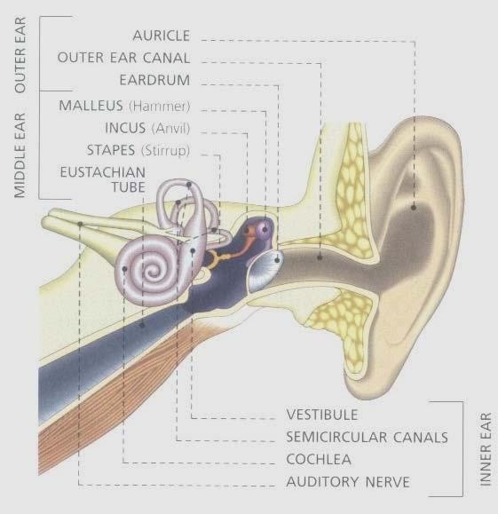 IMPOSSIBLE FOR EVOLUTION NEUROPATHY Last month we discussed the graphic below and said balance is maintained by 3 semi-circular canals in your inner ears.