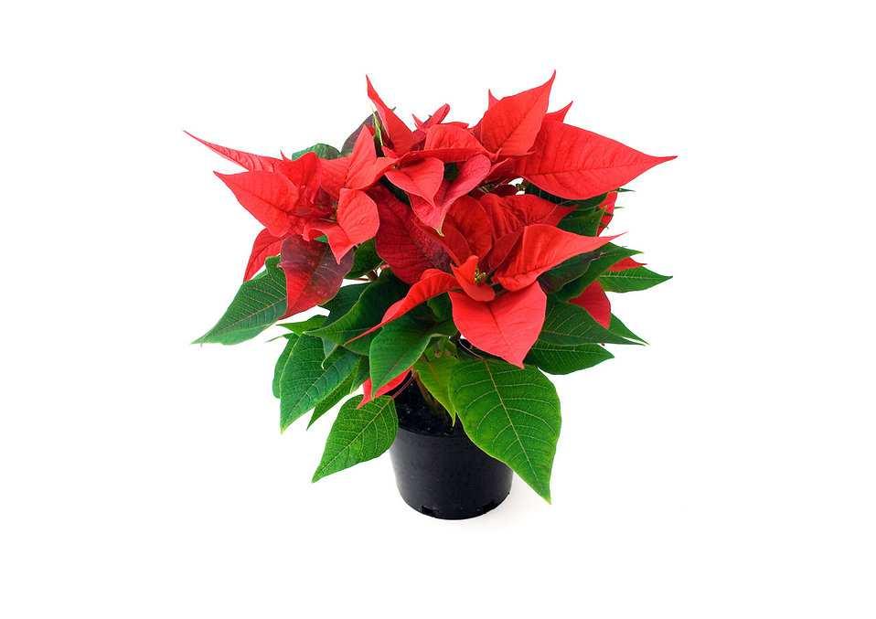 The choir will be selling poinsettias for the Christmas season. Details will be shared in upcoming weekly bulletins and the December newsletter.