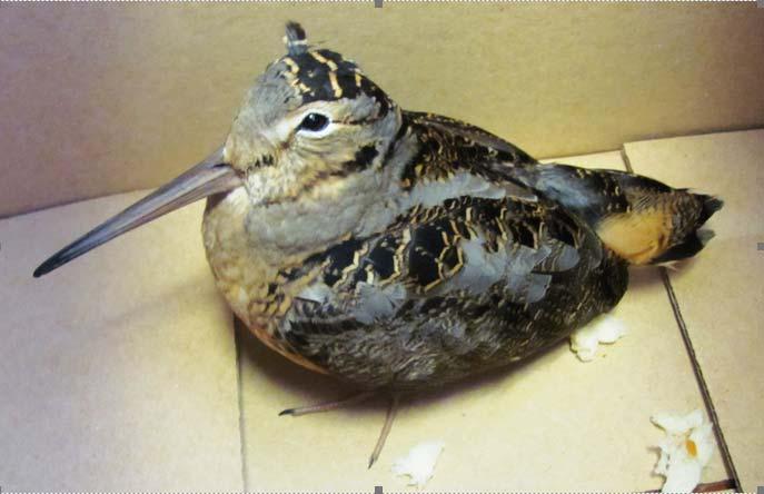 When a bird lands on your desk 11-15-16: This woodcock (also called a timber doodle or bécasse [bay- Cass], from the French bécassine, meaning a snipe), was found near where the LIC office is housed,