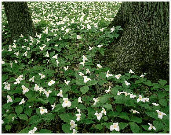 "Trillium Forest" Hank Erdmann Aman Woods Park, Ottawa County, Michigan "What fates impose, that men must needs abide; It boots not to resist both wind and tide.